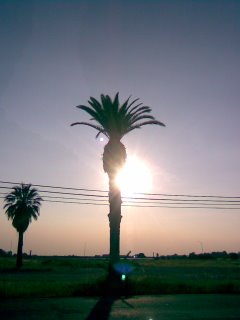 Palm Tree in the Sun Corning, CA